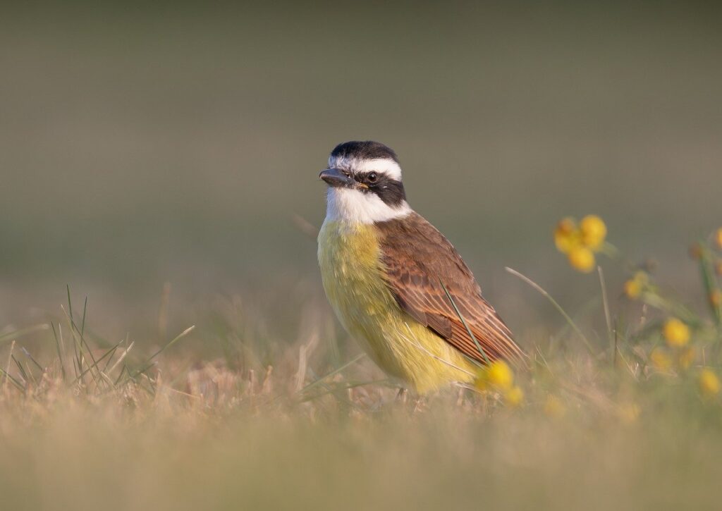 kiskadee, benteveo, bird-8782405.jpg